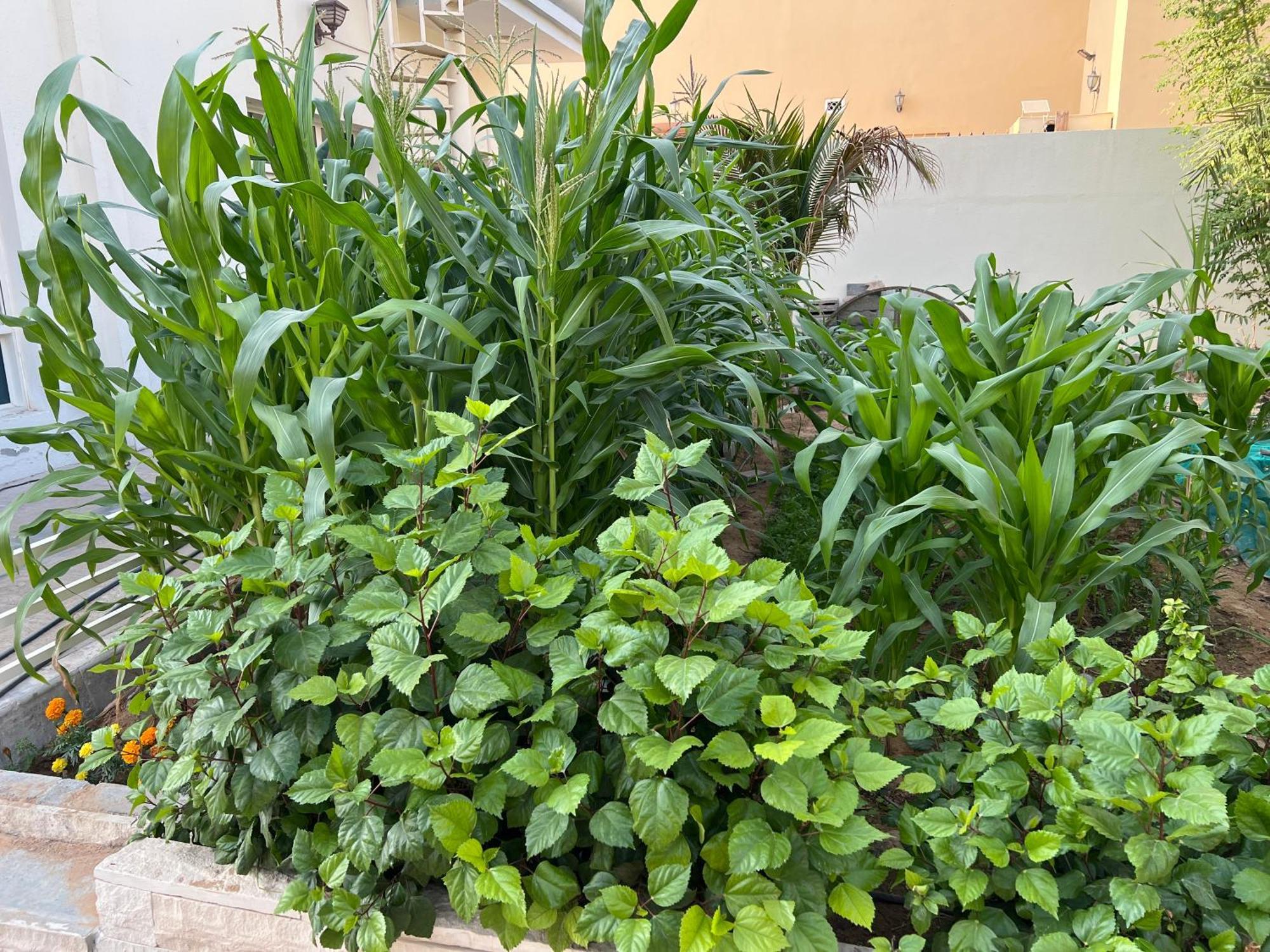 Alhosani Property 阿布扎比 外观 照片